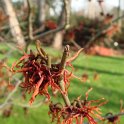 Hamamelis x intermedia 'Ruby Glow'